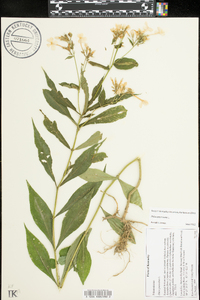 Phlox paniculata image