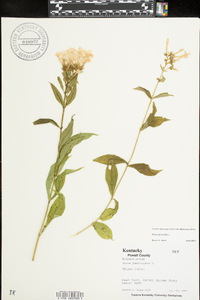 Phlox paniculata image