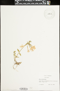 Phlox stolonifera image