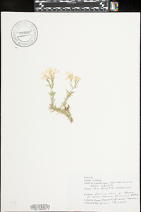 Phlox subulata image