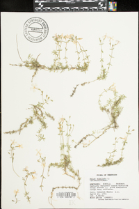 Phlox subulata image