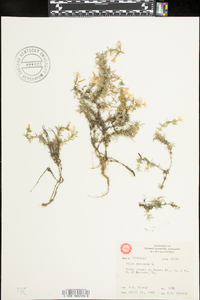 Phlox subulata image