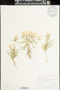 Phlox longifolia image