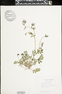 Polemonium reptans image