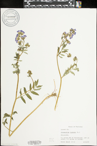 Polemonium reptans image