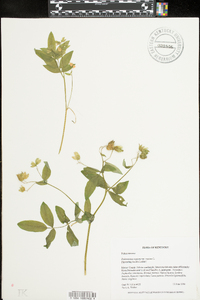 Polemonium reptans image