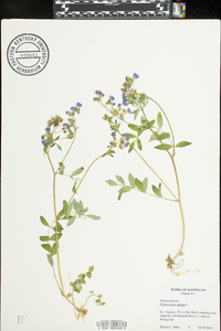 Polemonium reptans image