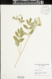 Polemonium reptans image