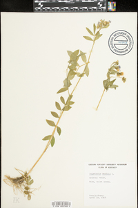 Polemonium reptans image