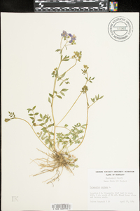 Polemonium reptans image