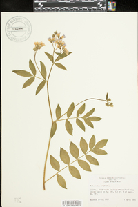 Polemonium reptans image