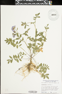 Polemonium reptans image