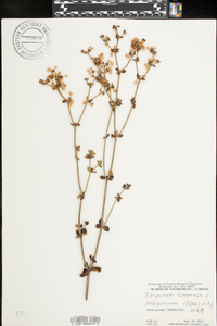 Eriogonum tomentosum image