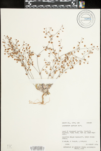 Eriogonum cernuum image