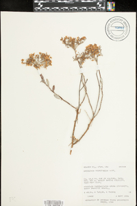 Eriogonum microtheca image