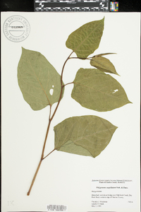 Reynoutria japonica image