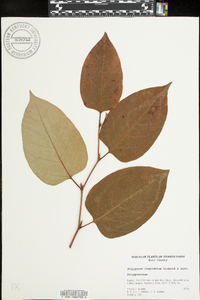 Reynoutria japonica image