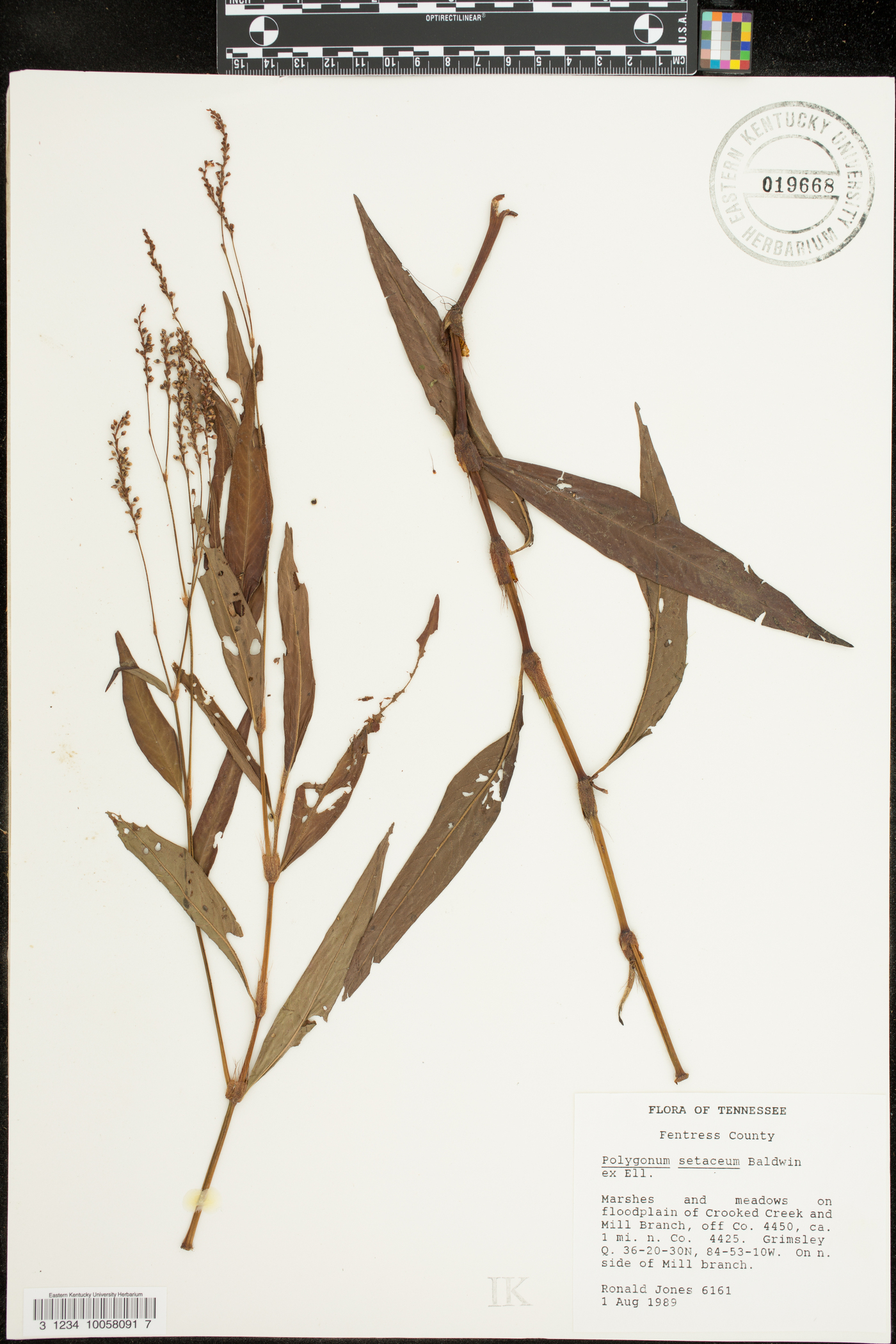 Polygonum setaceum image