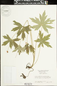 Anemone canadensis image