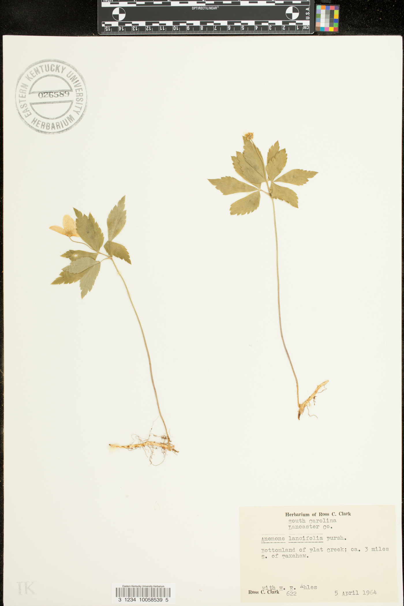 Anemone lancifolia image