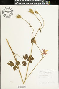 Aquilegia formosa image