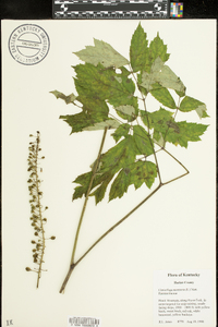 Actaea racemosa image