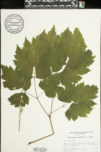 Actaea racemosa image