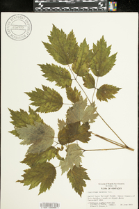 Actaea racemosa image