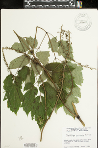 Actaea racemosa image