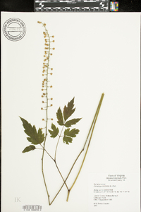 Actaea racemosa image