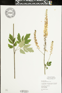 Actaea racemosa image