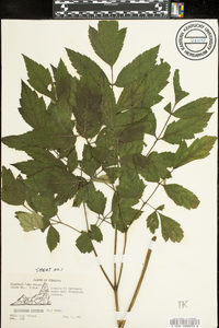 Actaea racemosa image