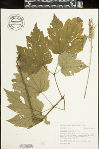 Actaea rubifolia image