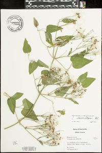 Clematis terniflora image