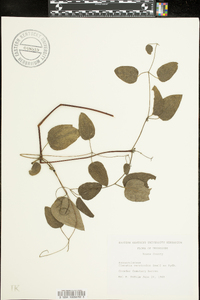 Clematis versicolor image