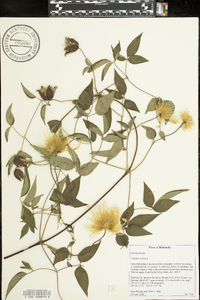 Clematis viorna image