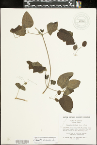 Clematis viorna image