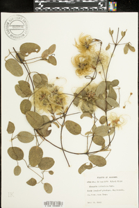 Clematis reticulata image