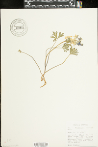 Delphinium tricorne image