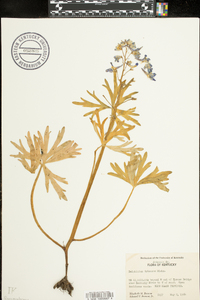 Delphinium tricorne image