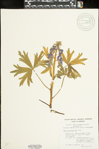 Delphinium tricorne image