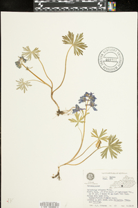 Delphinium tricorne image