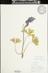 Delphinium tricorne image