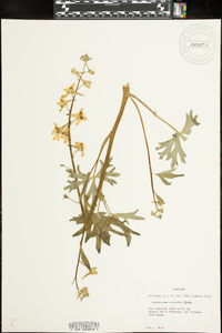 Delphinium tricorne image