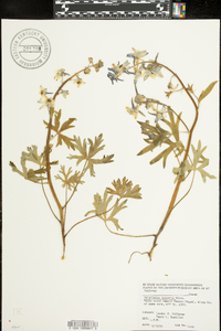 Delphinium tricorne image