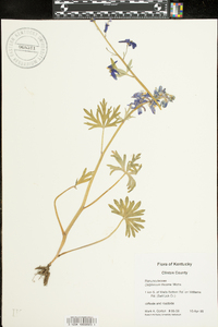 Delphinium tricorne image