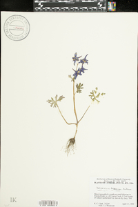 Delphinium tricorne image