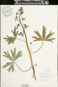 Delphinium tricorne image