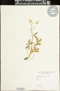 Delphinium tricorne image