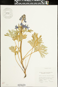 Delphinium tricorne image